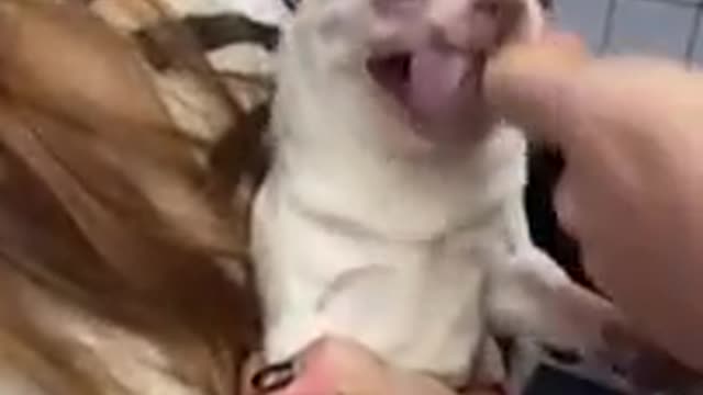 Vet Struggles To Give Little Dog Injection