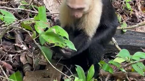 Hungry monkey video