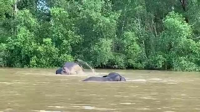 Elephants cross the river