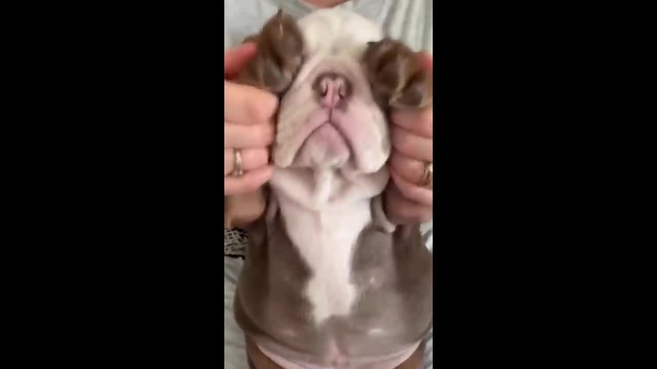 Very Funny Bulldog