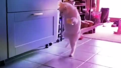 This cat got some dance moves