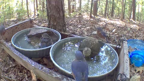 Bluebirds bathing in the woods