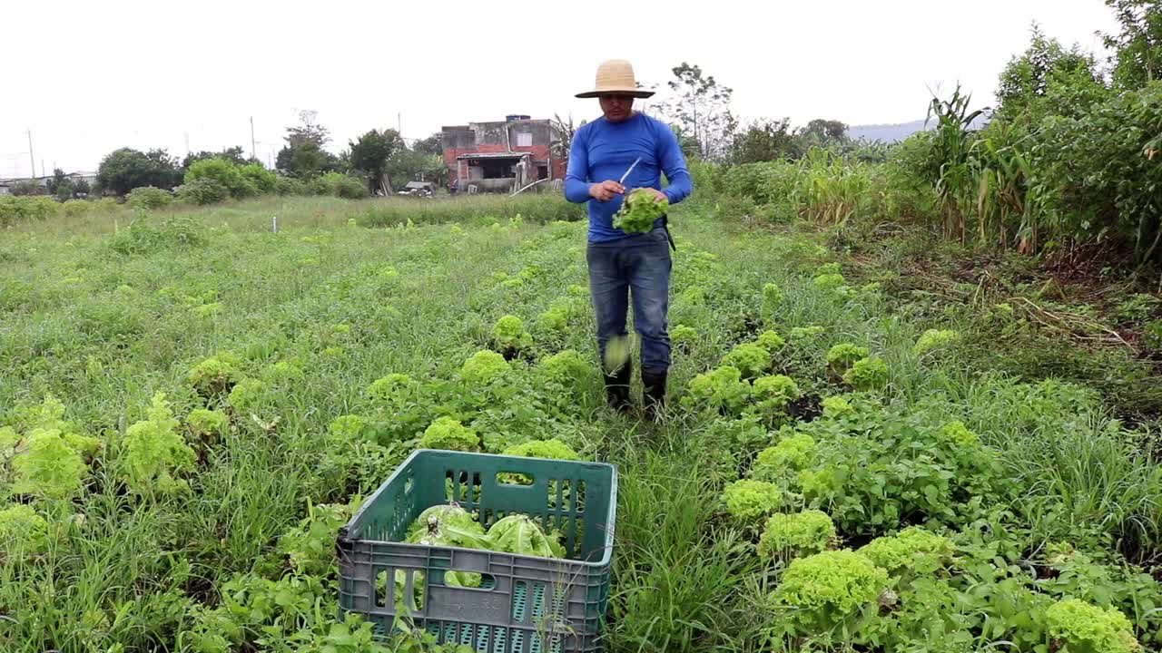 harvest lots of vegetables