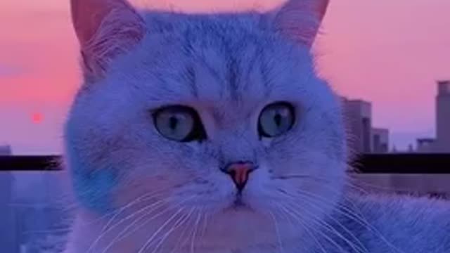 Beautiful baby cat funny video