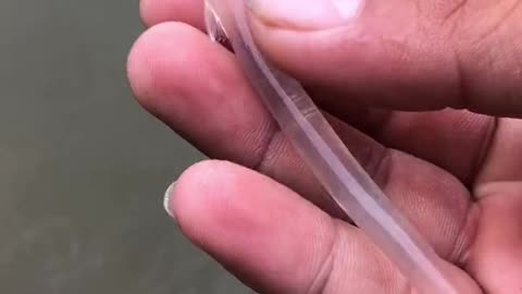 Transparent fish