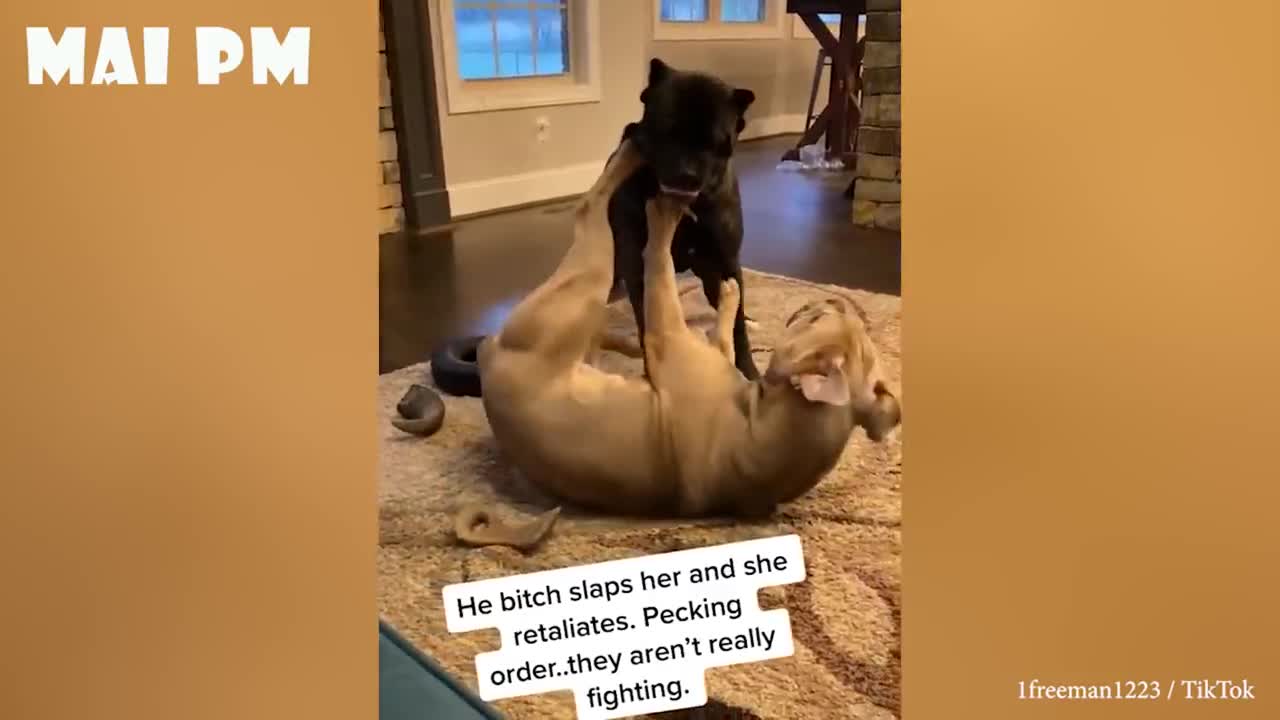 lots of laughs with crazy cats and dogs!