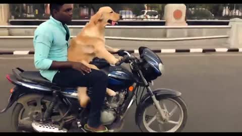 Funny dog video | Animals | Vip9x