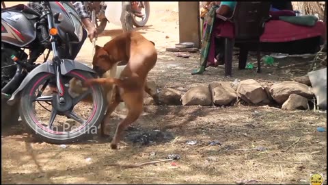 Real dog 🐶 fake lion 🦁 .........funny dog reaction after lion entry......