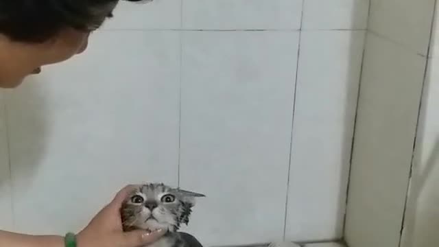 Adorable Cat Loves to Shower