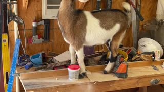 Nosy Goat Falls Off Table