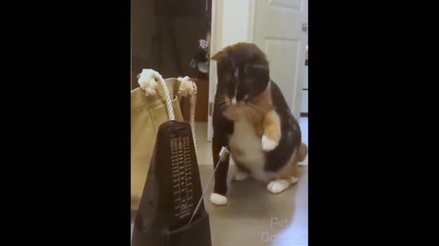 Funny cat funny reaction on pendulum