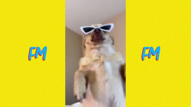 Funny Dog Videos 2022