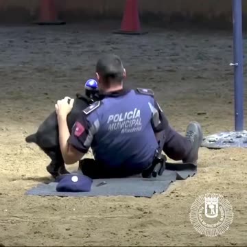 @policiademadrid When you tryna take a nap, but your lil bro wants to play.