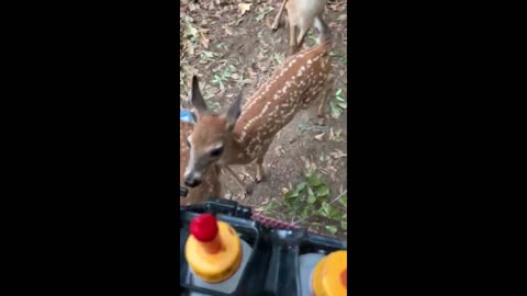 Restless fawn in a real sense cannot sit tight for supper time