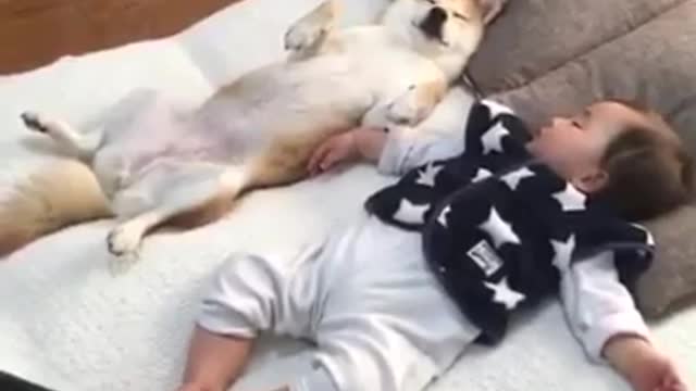 dog sleep like the baby so cute