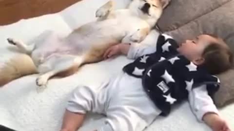 dog sleep like the baby so cute