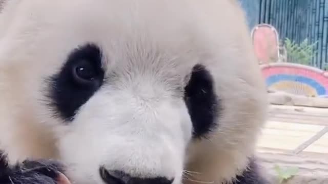 Cute interesting video of panda eating bamboo