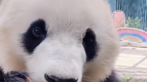 Cute interesting video of panda eating bamboo