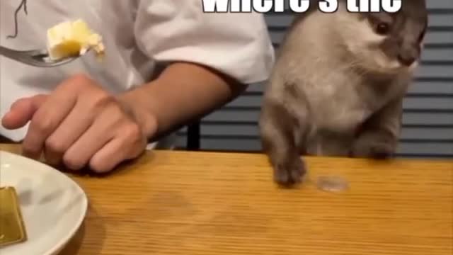 funny TikTok video's.