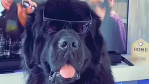 glasses on newfoundland😎