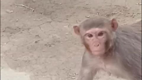 Monkey funny Moments