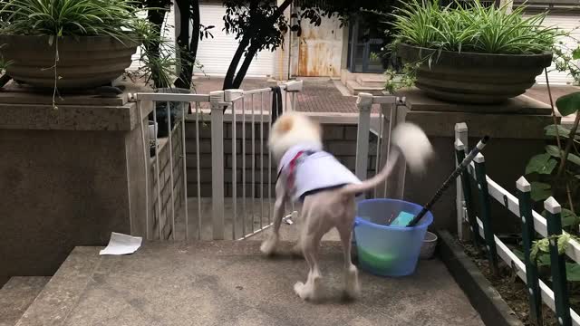 Great Dane rescues toy after it falls into the pool