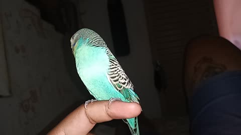 My bird is very crazy