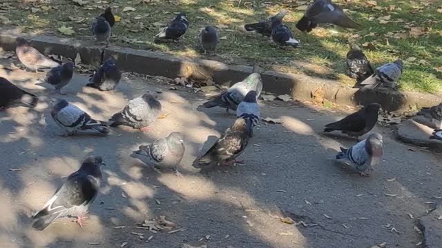 Many pigeons