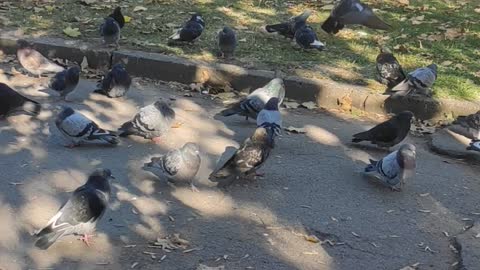 Many pigeons