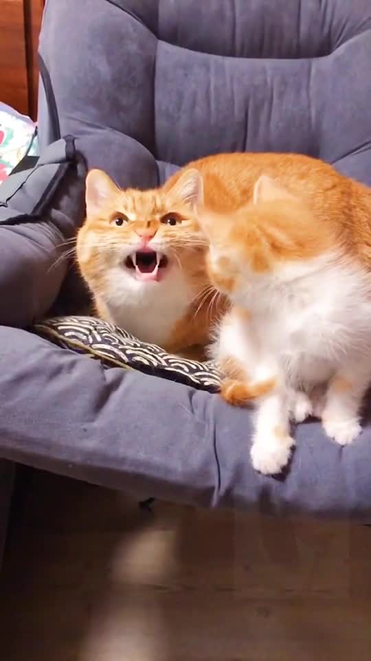 Anak kucing kaget denger suara ibu nya