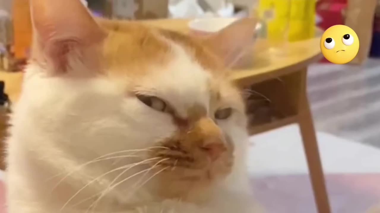 My cat displaying signs of anger.