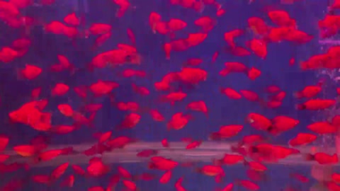 beautiful fish