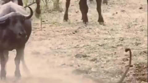 Epic Showdown: Lion vs. Buffalo