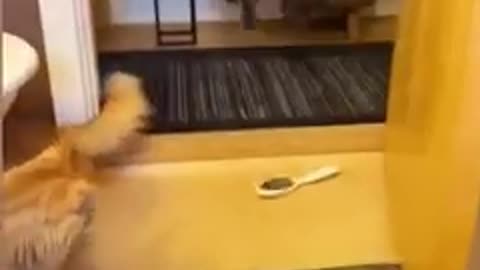 Funny animal video