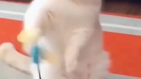 Best funny moments of animals 2022
