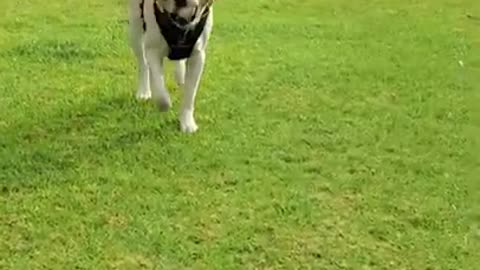 Labrador dog playing and having fun in the park