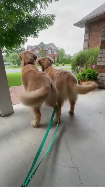 Mama Dog Reunited with her Stolen Puppies... She is Crying from Happiness