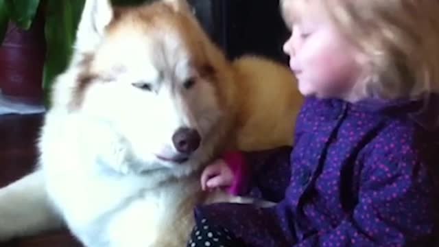 Cute girl with a husky