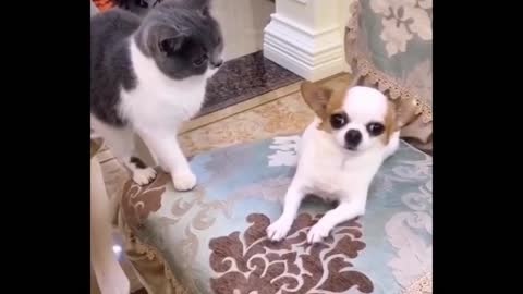 cute cat Funniest Animals - Best Of The 2021 Funny Animal Videos