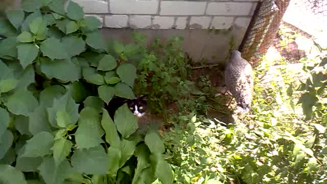 Cat vs bird: ambush discovered