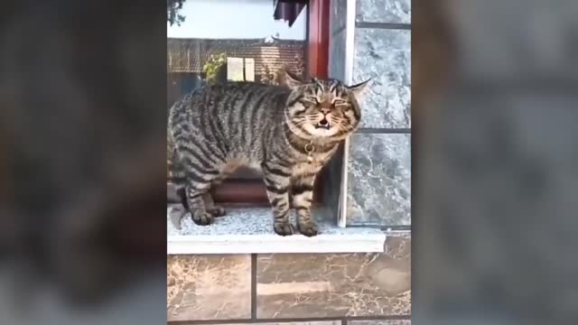 Very very funny video cat with animals 😸🙀🙀😸😸😸