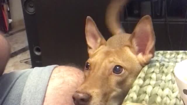 El amor de mi perro hacia la comida