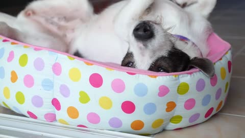 Black White Dog in His Spot