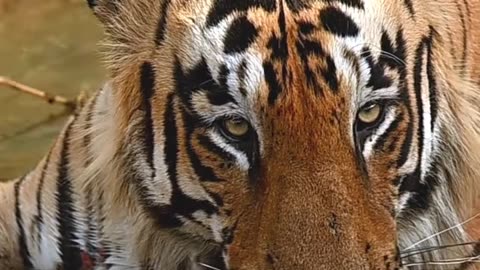 Tiger swimming.