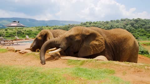 Elephant playing