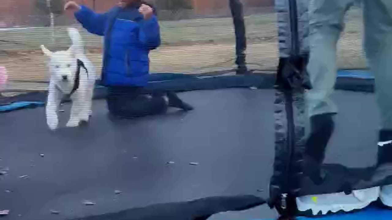 Husky Blanco Volador: Locura en el Trampolín 🚁
