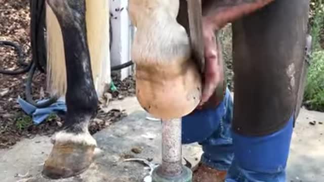Satisfying Farrier Hoof Restoration