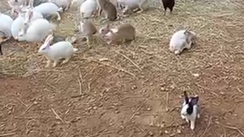 ارانب ودجاج