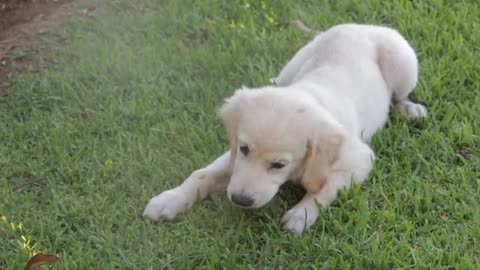 Puppy eating food and playing