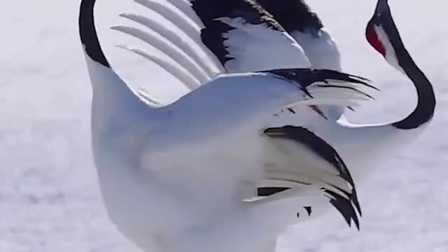 red-crowned crane